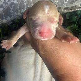 Female 1 - Buff and white female Cockapoo puppy in Mississippi from Ewing Acres