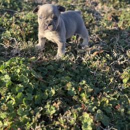 Annie - Blue female French Bulldog puppy in Wann, Oklahoma from OG’s Frenchies