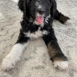Bernedoodle Puppies from Sunset Family Farm