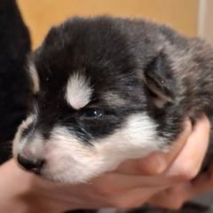 Female 2 - female Native American Indian Dog puppy in Glade Hill, Virginia from Indian Valley Kennels