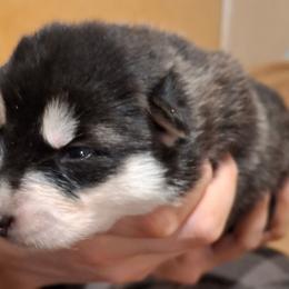 Female 2 - female Native American Indian Dog puppy in Glade Hill, Virginia from Indian Valley Kennels