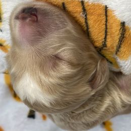 Boy 3 - Goldendoodle puppy in Gainesville, Florida from Honeydoodles