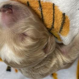 Boy 3 - Goldendoodle puppy in Gainesville, Florida from Honeydoodles