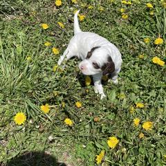 English Setter Puppies from English Setter Farms