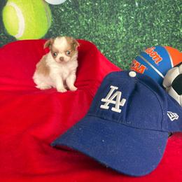 Nacho - Fawn and white male Chihuahua puppy in Gloucester, Virginia from Charlotte's Web of Chihuahuas