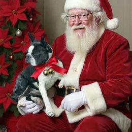 Pepsi - Boston Terrier