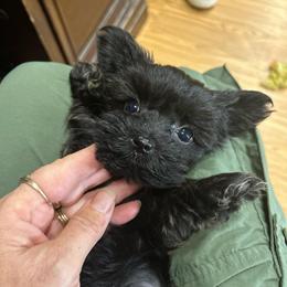 Beauty - Black female Yorkipoo puppy in Oakland, Kentucky from Imperial Dogs