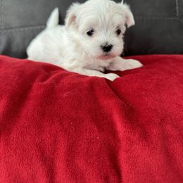 Maltese and Yorkshire Terrier Puppies from Happy Tail Pups