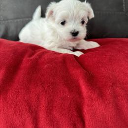 Maltese and Yorkshire Terrier Puppies from Happy Tail Pups