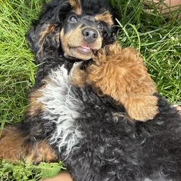 Rip - Poodle