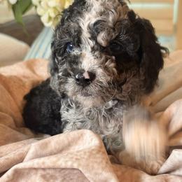 Tide - Merle male Cockapoo puppy in Saint Louis, Missouri from Jax Doodles