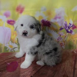 Kimmy - Blue merle female Australian Shepherd puppy in Lakeland, Florida from Diamond P Australian Shepherds