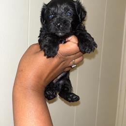 Darby 2200 - Black female Yorkipoo puppy in Gastonia, North Carolina from Banks Dynasty Kennel