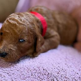 Macbeth - Apricot female Poodle puppy in St. Johnsbury, Vermont from Poodles of the Northern Woods