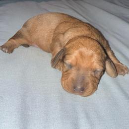 Boy 3-choc.red dapple - Dapple male Dachshund puppy in Pierson, Florida from Michelle’s Mini Dachshunds
