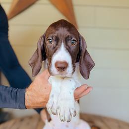 Girl 4 - Purple - White and liver female German Shorthaired Pointer puppy in Lake City, Fl, Florida from Spradley Springers & GSP's