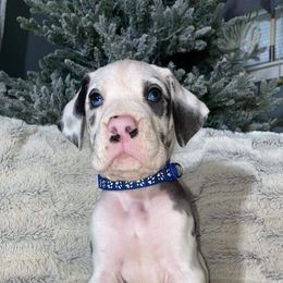 Great Dane Puppies from Galactic Danes