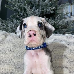 Great Dane Puppies from Galactic Danes