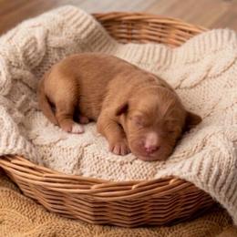 Bullseye - Red male Cavapoo puppy in Salt Lake City, Utah from SunnySide Mini Doodles