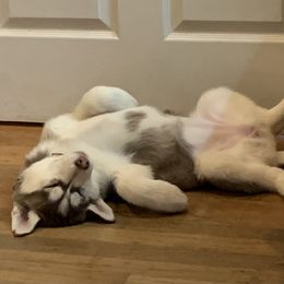 Siberian Husky Puppies from Sassenach Siberians