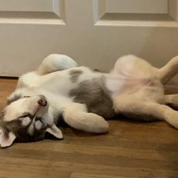 Siberian Husky Puppies from Sassenach Siberians