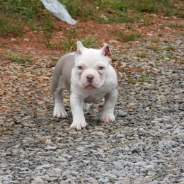Blush - American Bully puppy in Nashville, Tennessee from SimplyBullies