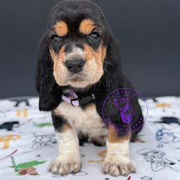 Rey - Black white and brown female Basset Hound puppy in Konawa, Oklahoma from Circle H Basset Hounds