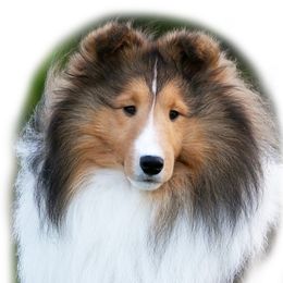 Shetland Sheepdog Puppies from Shalamar Shelties