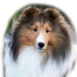 Shetland Sheepdog Puppies from Shalamar Shelties
