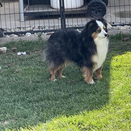 Rowdy - Black tri male Toy Australian Shepherd puppy in Rathdrum, Idaho from Bit O' Bliss Aussies LLC