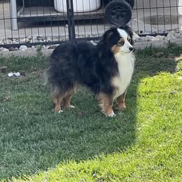 Rowdy - Black tri male Toy Australian Shepherd puppy in Rathdrum, Idaho from Bit O' Bliss Aussies LLC