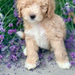 Goldendoodle and Labradoodle Puppies from Artisan Doodles