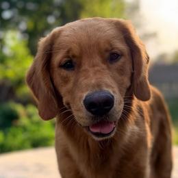 Shasta - Golden Retriever