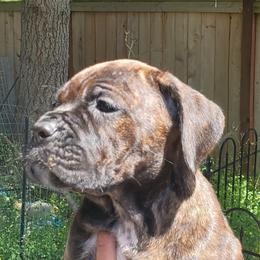 Cane Corso Puppies from King of Kings Cane Corso