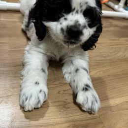 Cocker Spaniel Puppies from K&M crocker Spaniels