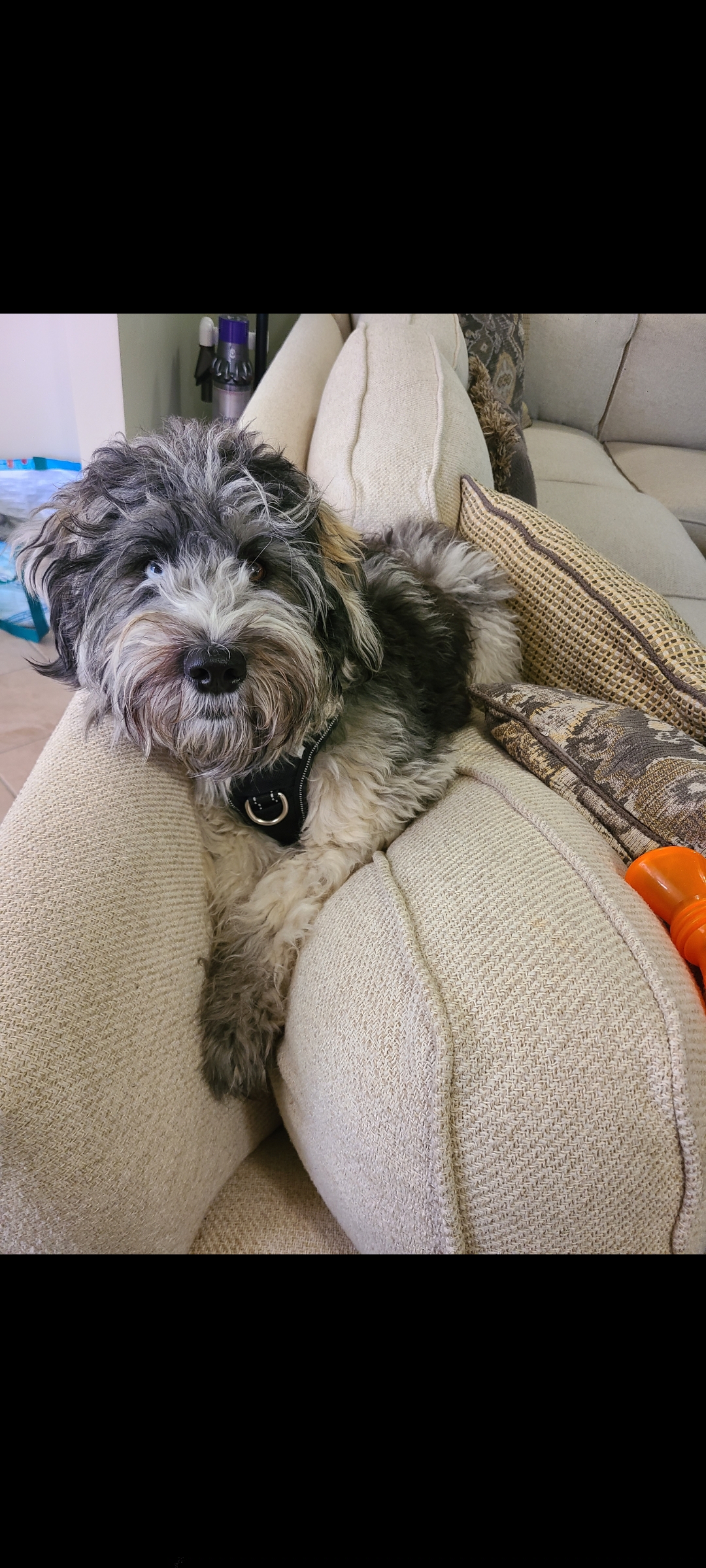 Rex - Whoodle