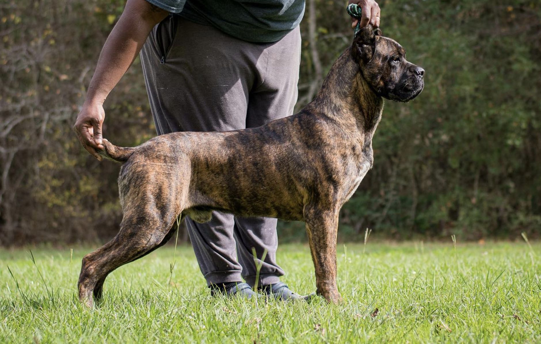 Royal Guardian Cane Corso in Texas Cane Corso puppies Good Dog