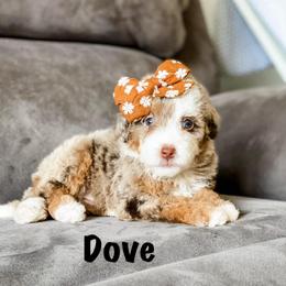 Dove - Chocolate merle female Bernedoodle puppy in Hudson, Indiana from TurkeyCreek-K9