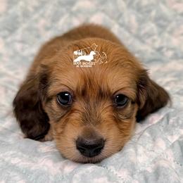 Alfie AKC - Cream male Dachshund puppy in South Easton, Massachusetts from Depot Dachsies
