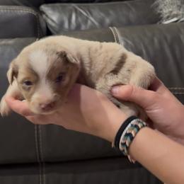 Oats - Red merle female Border Collie puppy in North Lakeport, California from Wild Rose Ranch