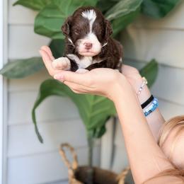 Brown - Brown and white male Bernedoodle puppy in Charleston, South Carolina from Palm Belle Doodles