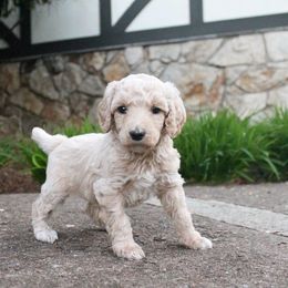 Poodle Puppies from Mount Zion Kennels