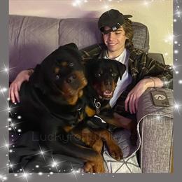 Rottweiler All Grown Up from Luckyrottweiler Kennels