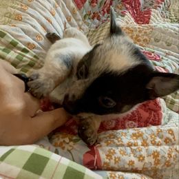 Orange - Blue mottled male Australian Cattle Dog puppy in Chelsea, Oklahoma from CT Mini Heelers