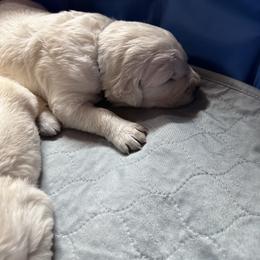 Pink Collar Girl - Light golden female Golden Retriever puppy in Cleveland, Georgia from JLB's Yonah Goldens