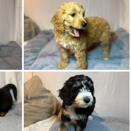 Aussiedoodles and Bernedoodles from Sleepy Hollow Mountain Doodles