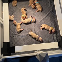 Golden Retriever Puppies from Pura Vida Golden Retrievers