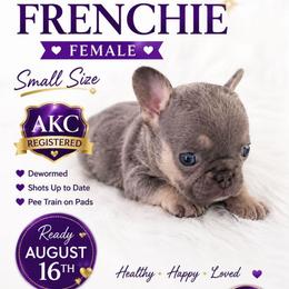Girl 2 - Blue fawn female French Bulldog puppy in Victorville, California from Californiadreamyshihtzus