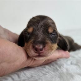 Chocolate and tan male 3208.56 - Chocolate and tan male Dachshund puppy in Belle Rive, Illinois from Akin's Miniature Dachshunds, LLC