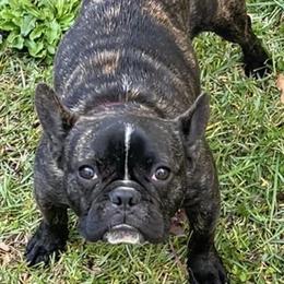 French Bulldogs from Vie De Luxe Kennels